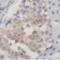 Vav Guanine Nucleotide Exchange Factor 2 antibody, FNab09378, FineTest, Immunohistochemistry frozen image 