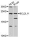 BCL2 Like 11 antibody, LS-C330911, Lifespan Biosciences, Western Blot image 