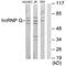 Heterogeneous nuclear ribonucleoprotein Q antibody, PA5-49767, Invitrogen Antibodies, Western Blot image 