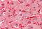 Angiopoietin 1 antibody, A00853-1, Boster Biological Technology, Immunohistochemistry paraffin image 