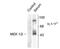 Mitogen-Activated Protein Kinase Kinase 1 antibody, TA309166, Origene, Western Blot image 