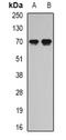 SgII antibody, orb341076, Biorbyt, Western Blot image 