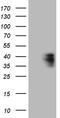 MEP antibody, TA809315, Origene, Western Blot image 