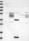Maturin, Neural Progenitor Differentiation Regulator Homolog antibody, NBP1-90477, Novus Biologicals, Western Blot image 
