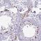Zinc Finger Protein 816 antibody, HPA051271, Atlas Antibodies, Immunohistochemistry paraffin image 