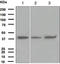 FPS antibody, TA307581, Origene, Western Blot image 