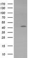 Potassium Voltage-Gated Channel Subfamily A Member Regulatory Beta Subunit 1 antibody, CF503971, Origene, Western Blot image 