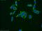 Dystroglycan 1 antibody, 11017-1-AP, Proteintech Group, Immunofluorescence image 