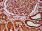 Arginine Vasopressin Receptor 1A antibody, LS-C680186, Lifespan Biosciences, Immunohistochemistry paraffin image 