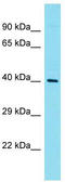 Rhox-8 antibody, TA341738, Origene, Western Blot image 