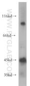Actin Like 7B antibody, 13537-1-AP, Proteintech Group, Western Blot image 
