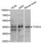 NPR2 Like, GATOR1 Complex Subunit antibody, abx004496, Abbexa, Western Blot image 