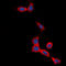 Secretin Receptor antibody, LS-C368510, Lifespan Biosciences, Immunofluorescence image 