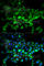 Ubiquitin-conjugating enzyme E2 C antibody, A5499, ABclonal Technology, Immunofluorescence image 
