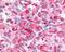 Muscarinic acetylcholine receptor M2 antibody, NLS1331, Novus Biologicals, Immunohistochemistry frozen image 