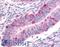 Dipeptidyl Peptidase 8 antibody, LS-A8035, Lifespan Biosciences, Immunohistochemistry frozen image 
