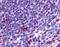 C-C chemokine receptor type 2 antibody, TA340622, Origene, Immunohistochemistry paraffin image 