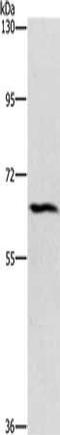 Ceramide kinase-like protein antibody, orb523977, Biorbyt, Western Blot image 