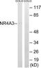 CHN antibody, TA314712, Origene, Western Blot image 