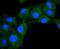 Diablo IAP-Binding Mitochondrial Protein antibody, NBP2-67619, Novus Biologicals, Immunocytochemistry image 