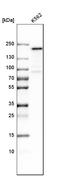 Nuclear pore complex protein Nup153 antibody, HPA027896, Atlas Antibodies, Western Blot image 
