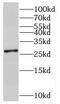 Small Nuclear Ribonucleoprotein Polypeptide B2 antibody, FNab08071, FineTest, Western Blot image 