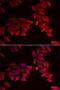 Frp antibody, LS-B13895, Lifespan Biosciences, Immunofluorescence image 