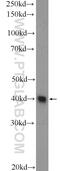 Mitochondrial Ribosomal Protein S5 antibody, 16428-1-AP, Proteintech Group, Western Blot image 