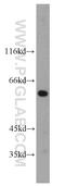 Histone H4 Transcription Factor antibody, 10066-2-AP, Proteintech Group, Western Blot image 