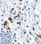 T Cell Immunoreceptor With Ig And ITIM Domains antibody, TA355125, Origene, Immunohistochemistry frozen image 