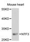 Neurotrophic factor antibody, orb136005, Biorbyt, Western Blot image 