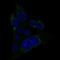 MET Transcriptional Regulator MACC1 antibody, AMAb90832, Atlas Antibodies, Immunocytochemistry image 