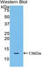 CYCS antibody, LS-C293628, Lifespan Biosciences, Western Blot image 