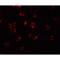 BCL2 Like 11 antibody, LS-C292, Lifespan Biosciences, Immunofluorescence image 