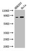 Melanotransferrin antibody, A62954-100, Epigentek, Western Blot image 