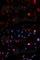 Cyclin Dependent Kinase 1 antibody, AP0016, ABclonal Technology, Immunofluorescence image 