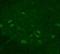 Potassium Calcium-Activated Channel Subfamily N Member 2 antibody, orb329833, Biorbyt, Immunohistochemistry paraffin image 