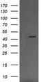 Mitogen-Activated Protein Kinase Kinase 1 antibody, CF506069, Origene, Western Blot image 