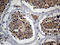 Ribonuclease A Family Member 9 (Inactive) antibody, LS-C798901, Lifespan Biosciences, Immunohistochemistry paraffin image 