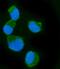 Rap guanine nucleotide exchange factor 3 antibody, A02483-3, Boster Biological Technology, Immunofluorescence image 