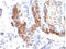 FOXP3 antibody, AM50150PU-S, Origene, Immunohistochemistry frozen image 