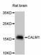 Calmodulin antibody, abx125302, Abbexa, Western Blot image 