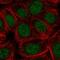 CDC73 antibody, HPA030772, Atlas Antibodies, Immunofluorescence image 