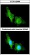 Cyclic nucleotide-gated olfactory channel antibody, GTX112498, GeneTex, Immunocytochemistry image 