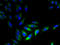 5-Hydroxytryptamine Receptor 3D antibody, A65490-100, Epigentek, Immunofluorescence image 