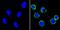 Platelet And Endothelial Cell Adhesion Molecule 1 antibody, GTX15842, GeneTex, Immunofluorescence image 
