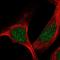 Transforming Growth Factor Beta Regulator 1 antibody, HPA068022, Atlas Antibodies, Immunofluorescence image 