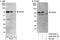 RIO Kinase 2 antibody, A302-450A, Bethyl Labs, Immunoprecipitation image 