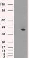 Mitogen-Activated Protein Kinase 8 antibody, M02608-2, Boster Biological Technology, Western Blot image 