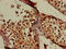 Monocarboxylate transporter 2 antibody, CSB-PA021414LA01HU, Cusabio, Immunohistochemistry frozen image 